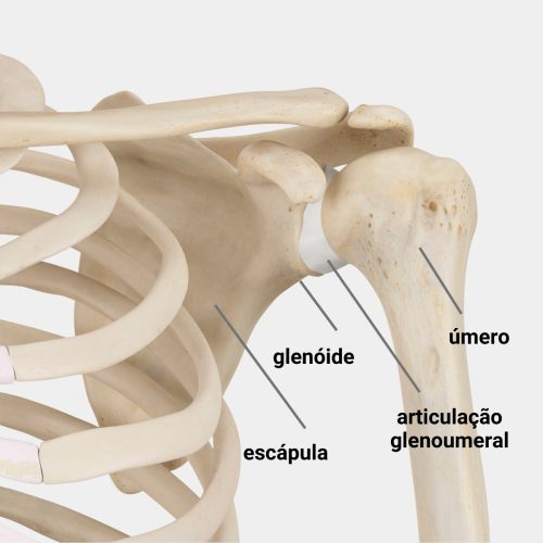 artroplastia do ombro